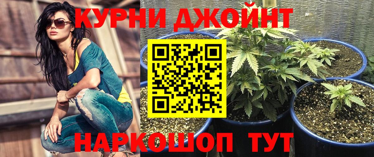 Бошки марихуана план Белореченск